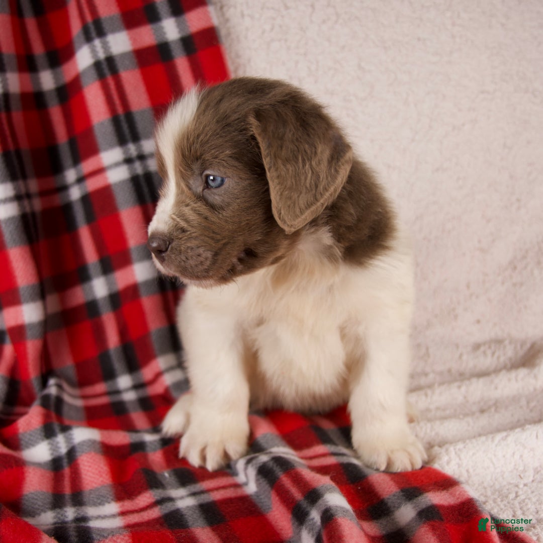 Newfoundland dogs for sale: Finley - Ad 7
