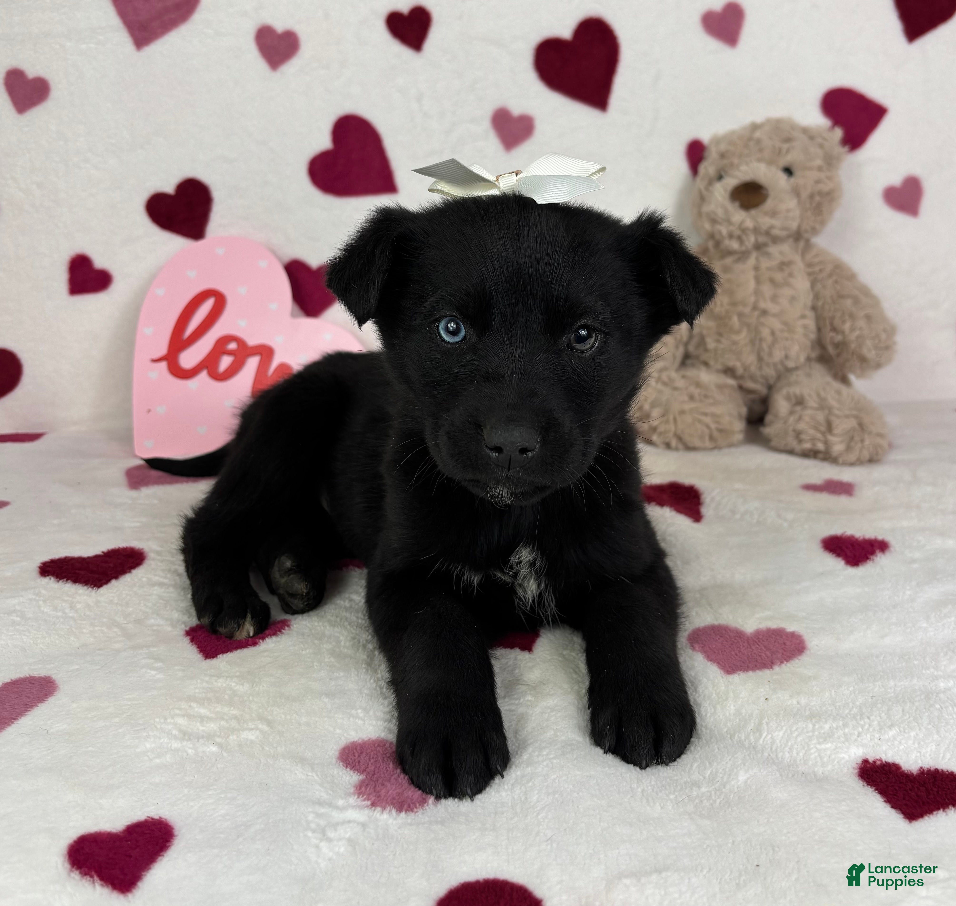 Mixed Breed dogs Charlotte  - Ad 13