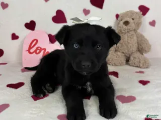 Mixed Breed dogs Charlotte - Ad 39