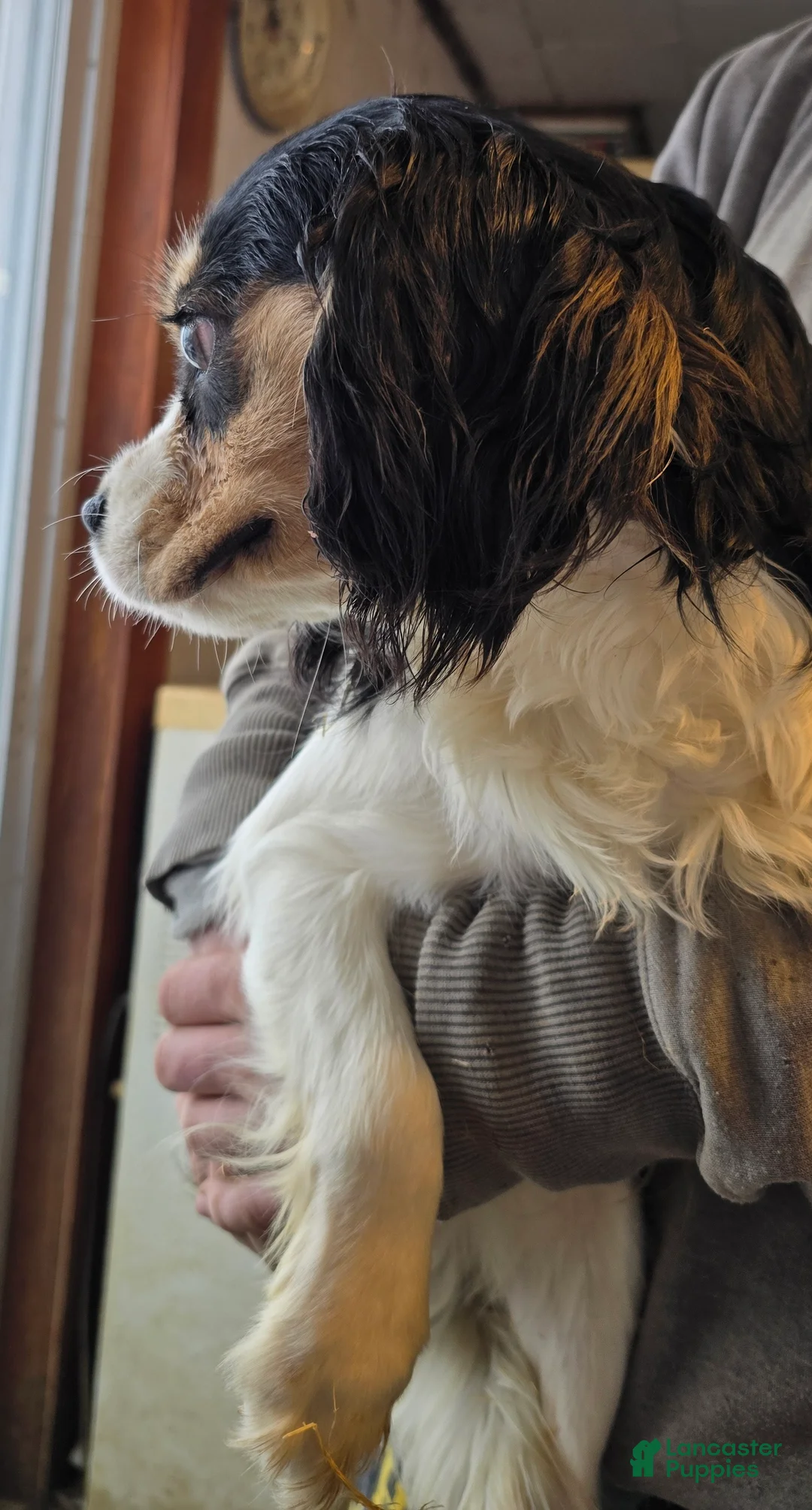 Cavalier King Charles Spaniel dogs for sale: Andy - Ad 2