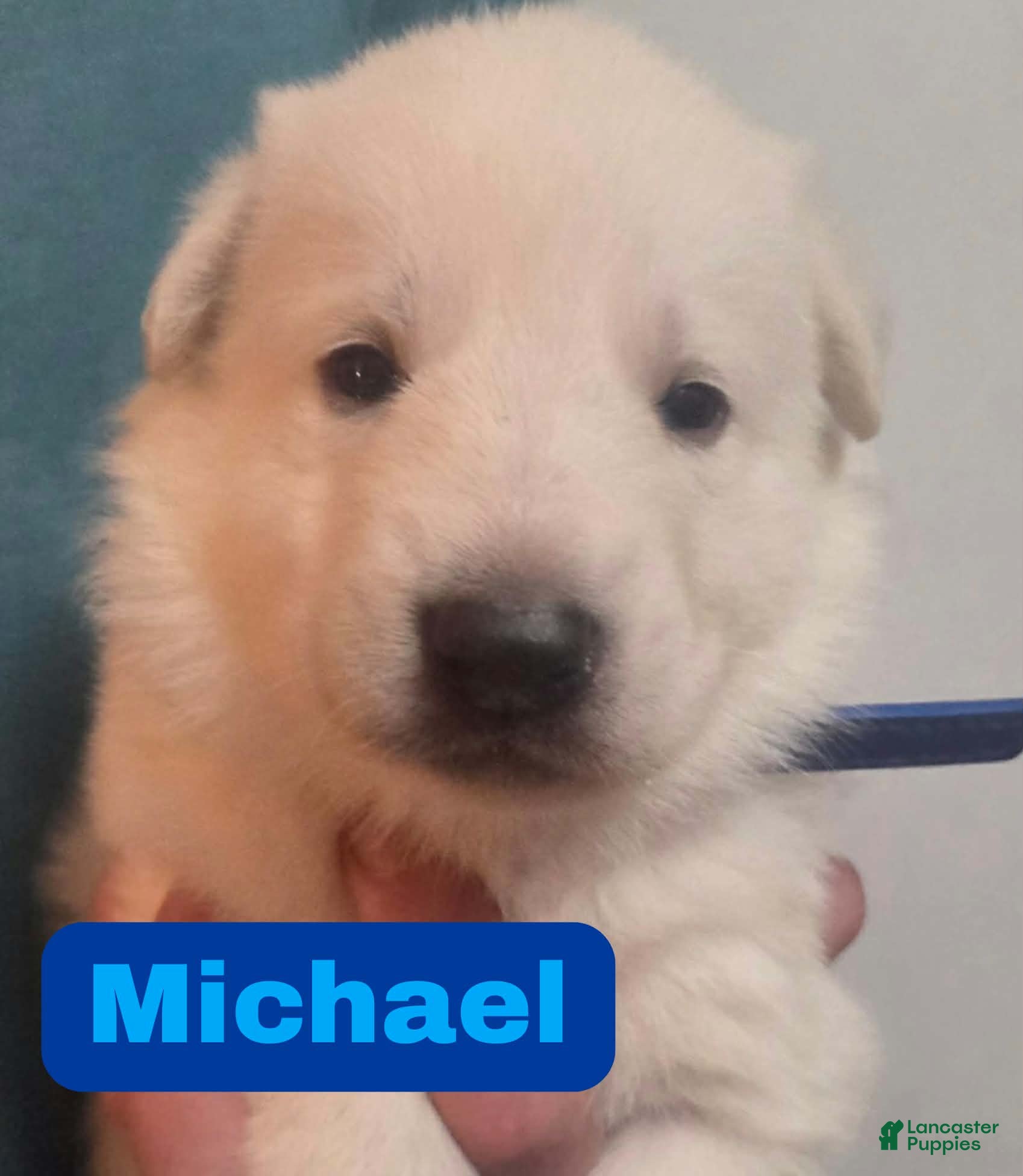 German Shepherd dogs Michael - Ad 7