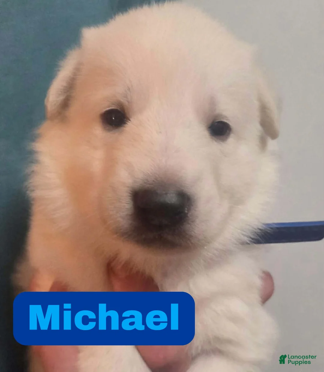 German Shepherd dogs for sale: Michael - Ad 1