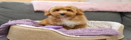 Mini Goldendoodle dogs for sale: Fettuccine  - Ad 6