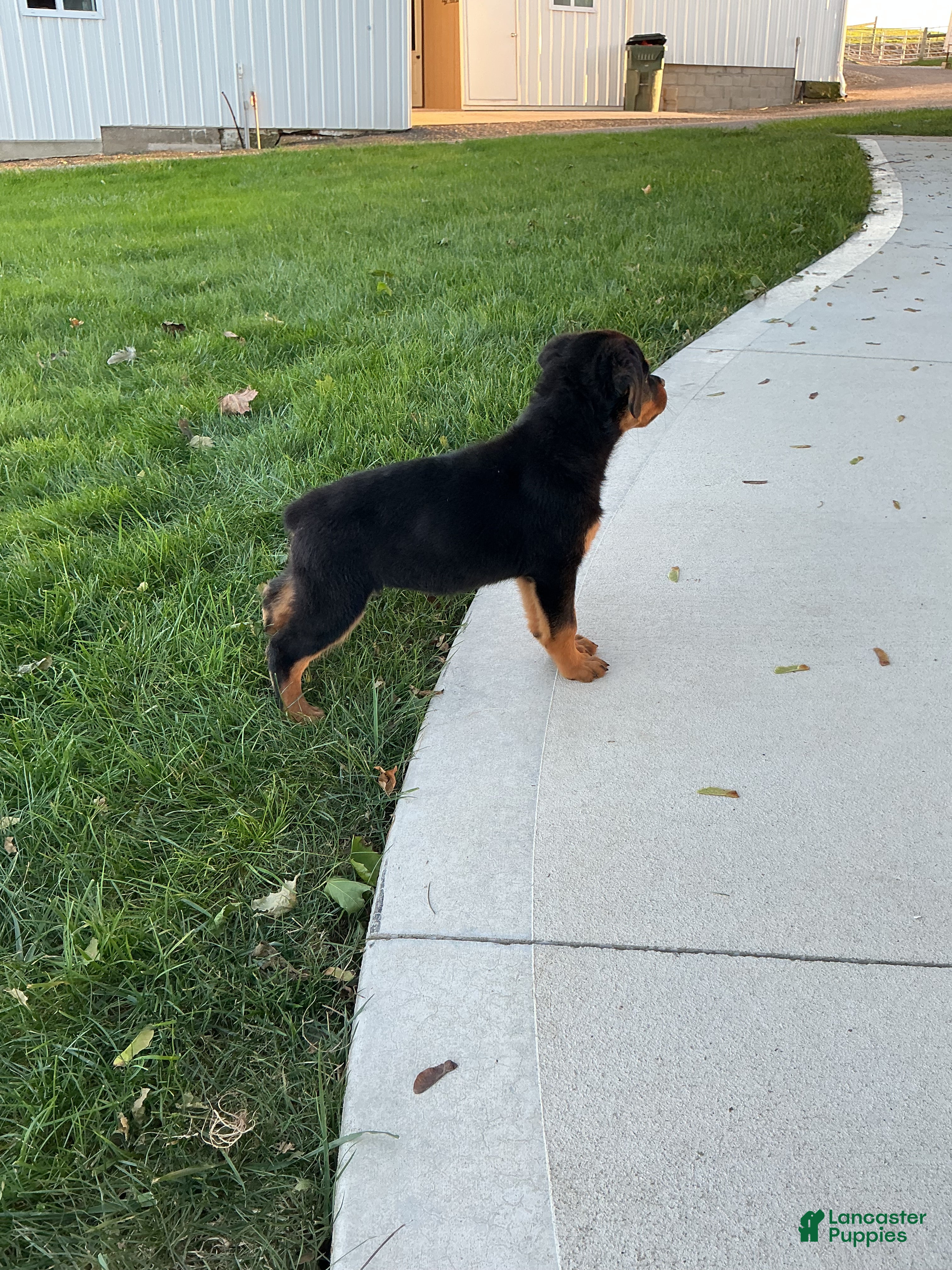 Rottweiler (Rottweiler, Female) in Millersburg, OH