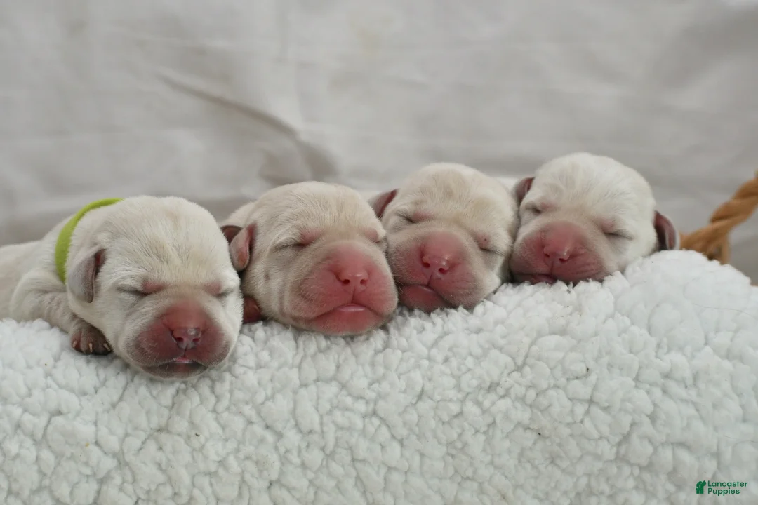 Labrador Retriever dogs for sale: White English Labs - Ad 2
