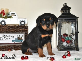 Rottweiler dogs Brinley - Ad 41
