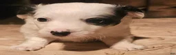 Chihuahua dogs for sale: Elmo - Ad 20