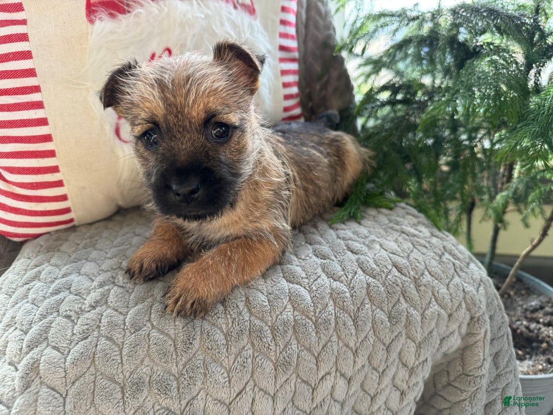 Cairn Terrier dogs for sale: Jingles  - Ad 2