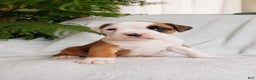 Boxer dogs for sale: Cookie  - Ad 6