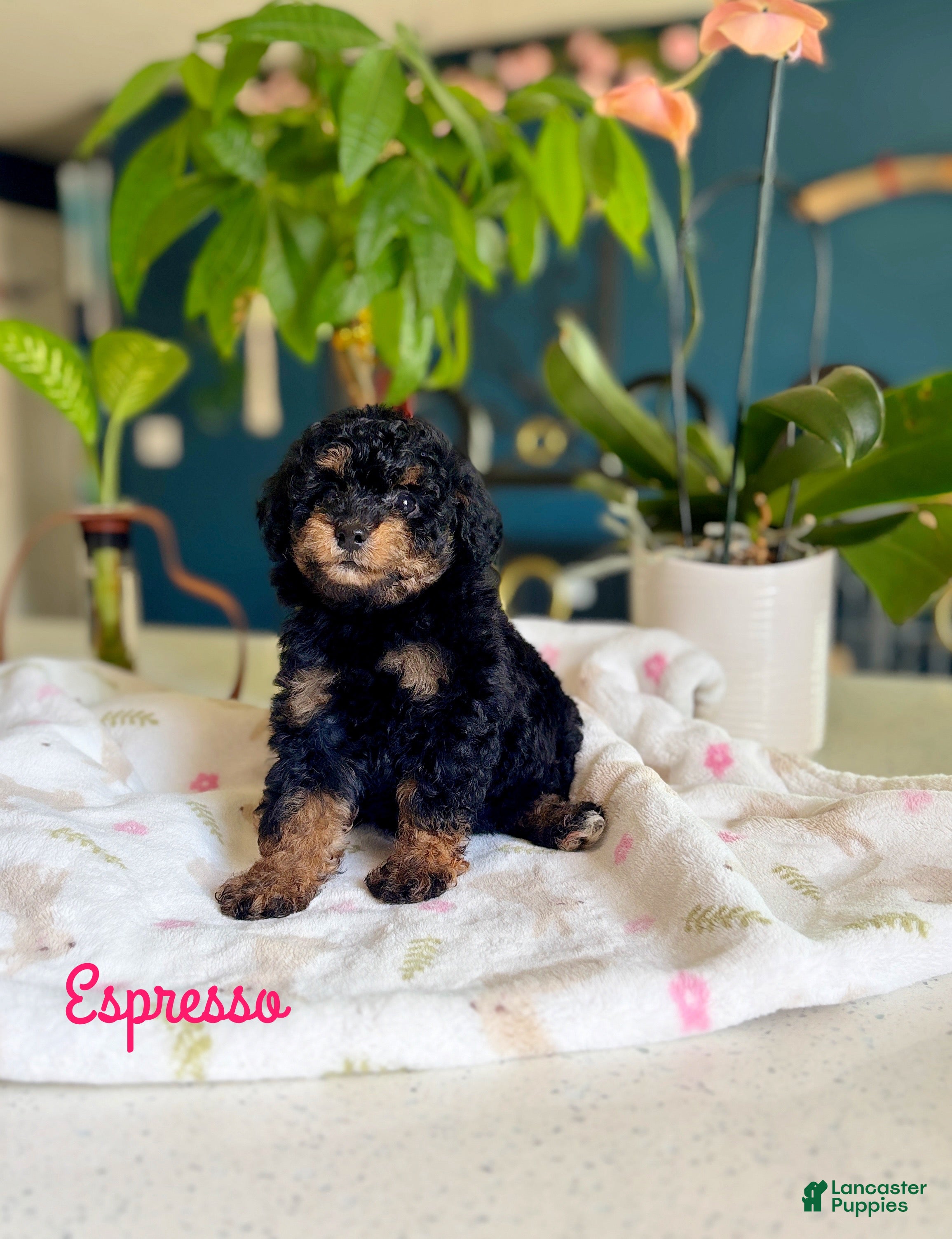 Toy Poodle dogs Toy Poodle 4 - Ad 10