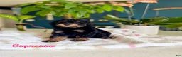 Toy Poodle dogs for sale: Toy Poodle 4 - Ad 1