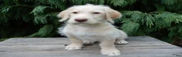 Labradoodle dogs for sale: Denver - Ad 5