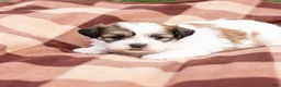 Teddy Bear dogs for sale: Nutmeg - Ad 4