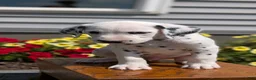 Dalmatian dogs for sale: Riley - Ad 4