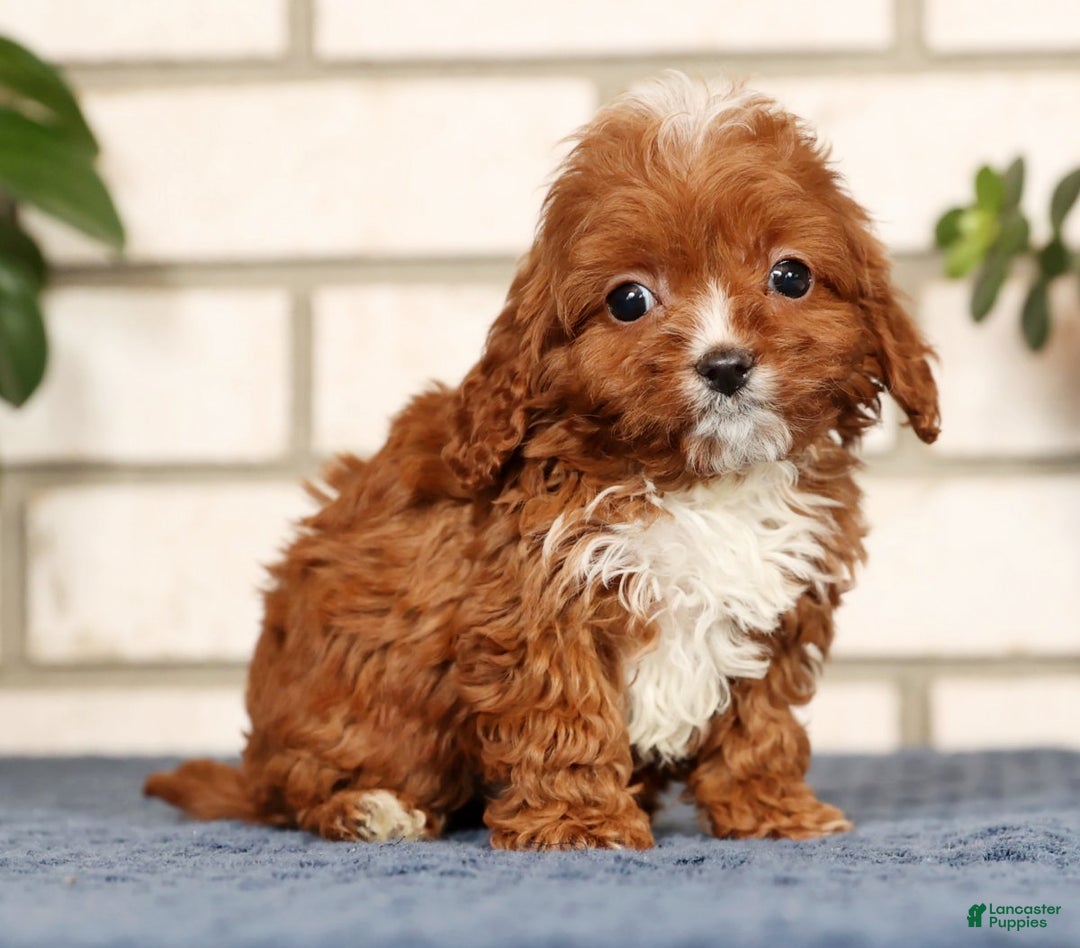 Cavapoo dogs for sale: Dusty - Ad 3