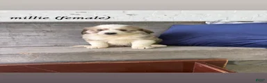 Mixed Breed Puppy 5