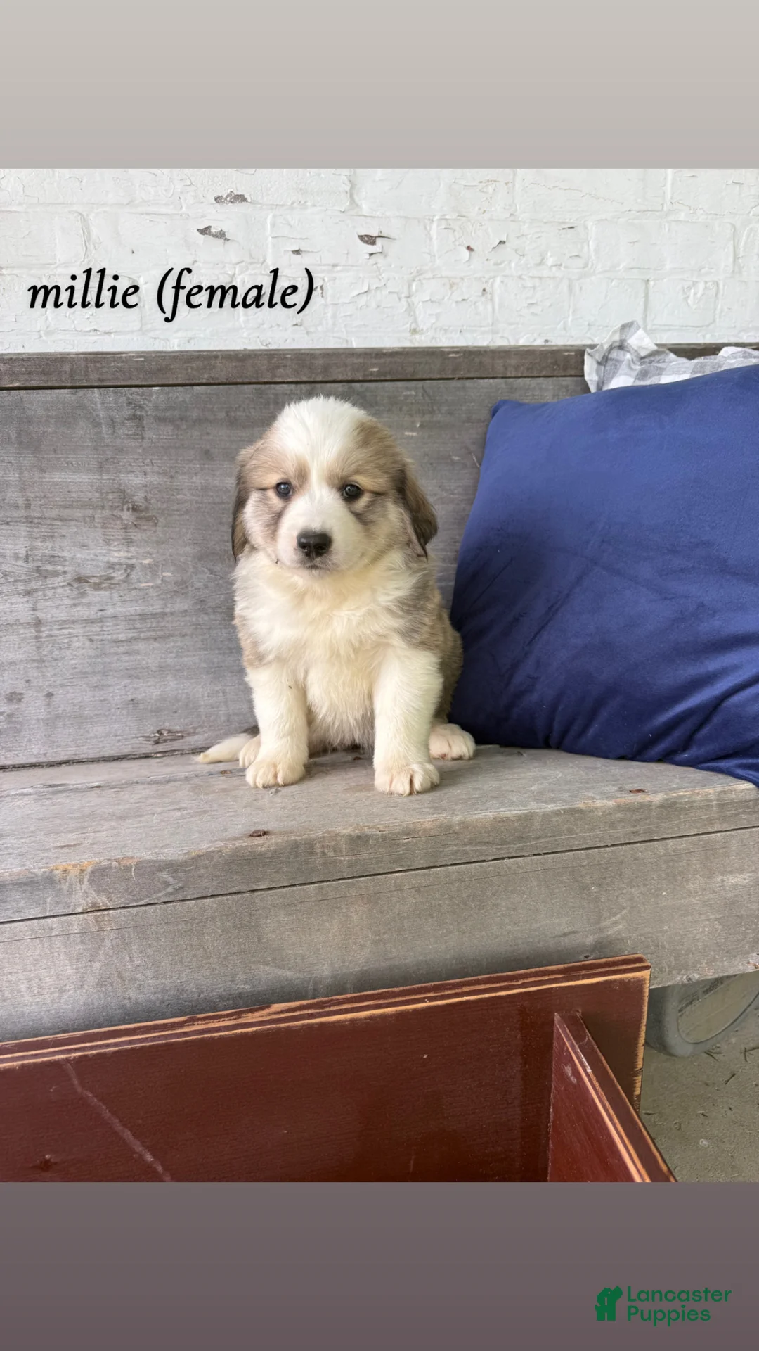 Mixed Breed dogs for sale: Mixed Breed Puppy 5 - Ad 1