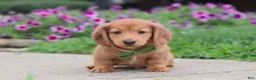 Miniature Dachshund dogs for sale: Ethan - Ad 5