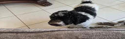 Miniature Poodle dogs for sale: Little Debbie - Ad 11