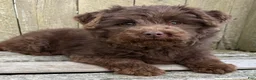Mini Bernedoodle dogs for sale: 💗IN BOSTON MASSACHUSETTS AREA💗TINY CHOCOLATE DOODLE GIRL💗 - Ad 8