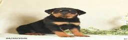 Rottweiler dogs for sale: Candy - Ad 3