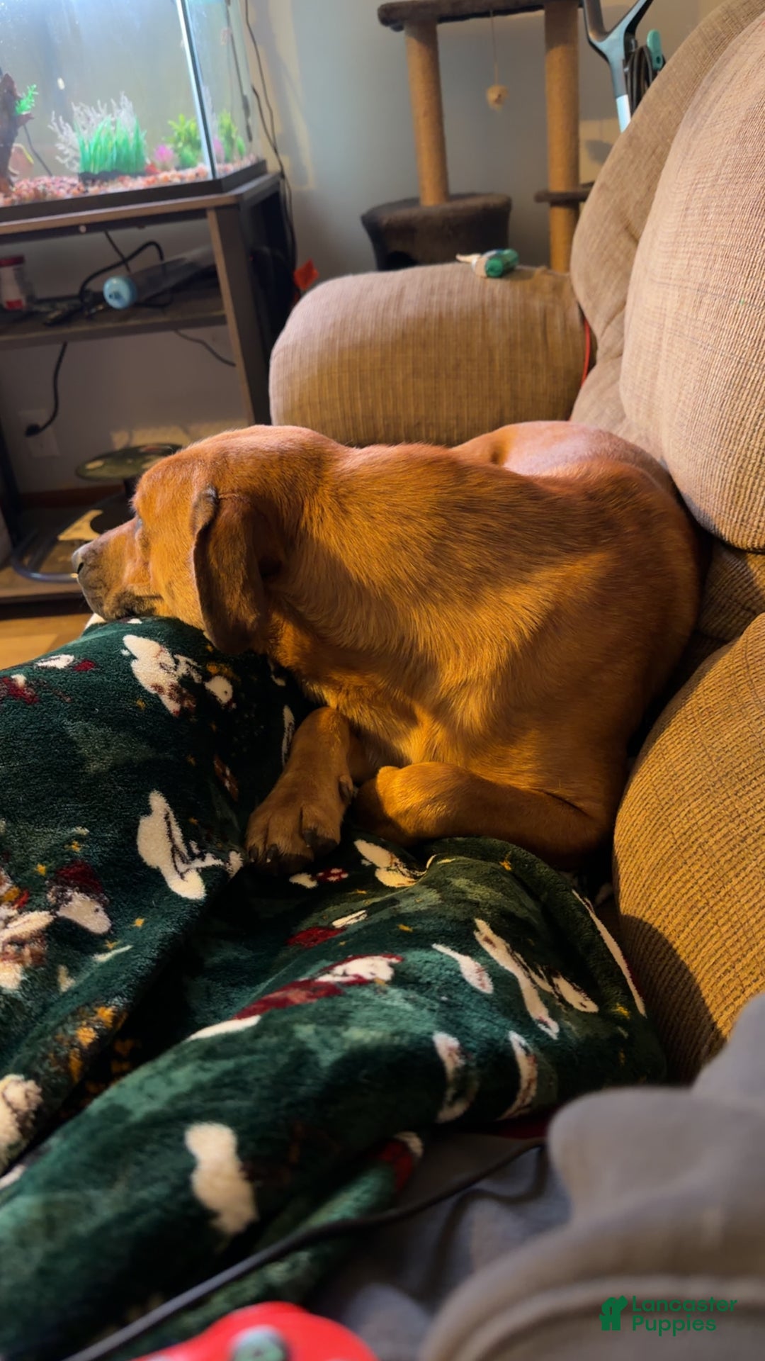 Collie dogs for sale: Collie Puppy 1 - Ad 4