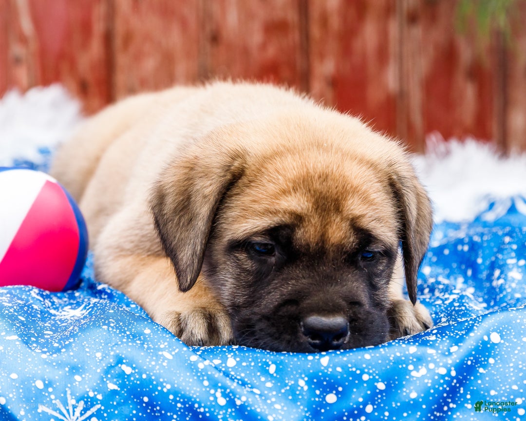 English Mastiff dogs for sale: Zeke - Ad 8