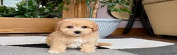 Maltipoo dogs for sale: Jordan - Ad 4