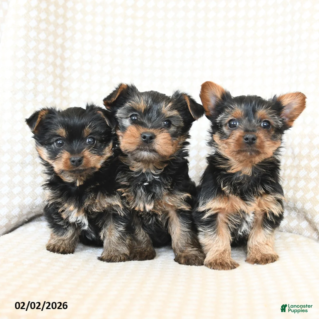 Yorkshire Terrier dogs for sale: Tucker - Ad 5