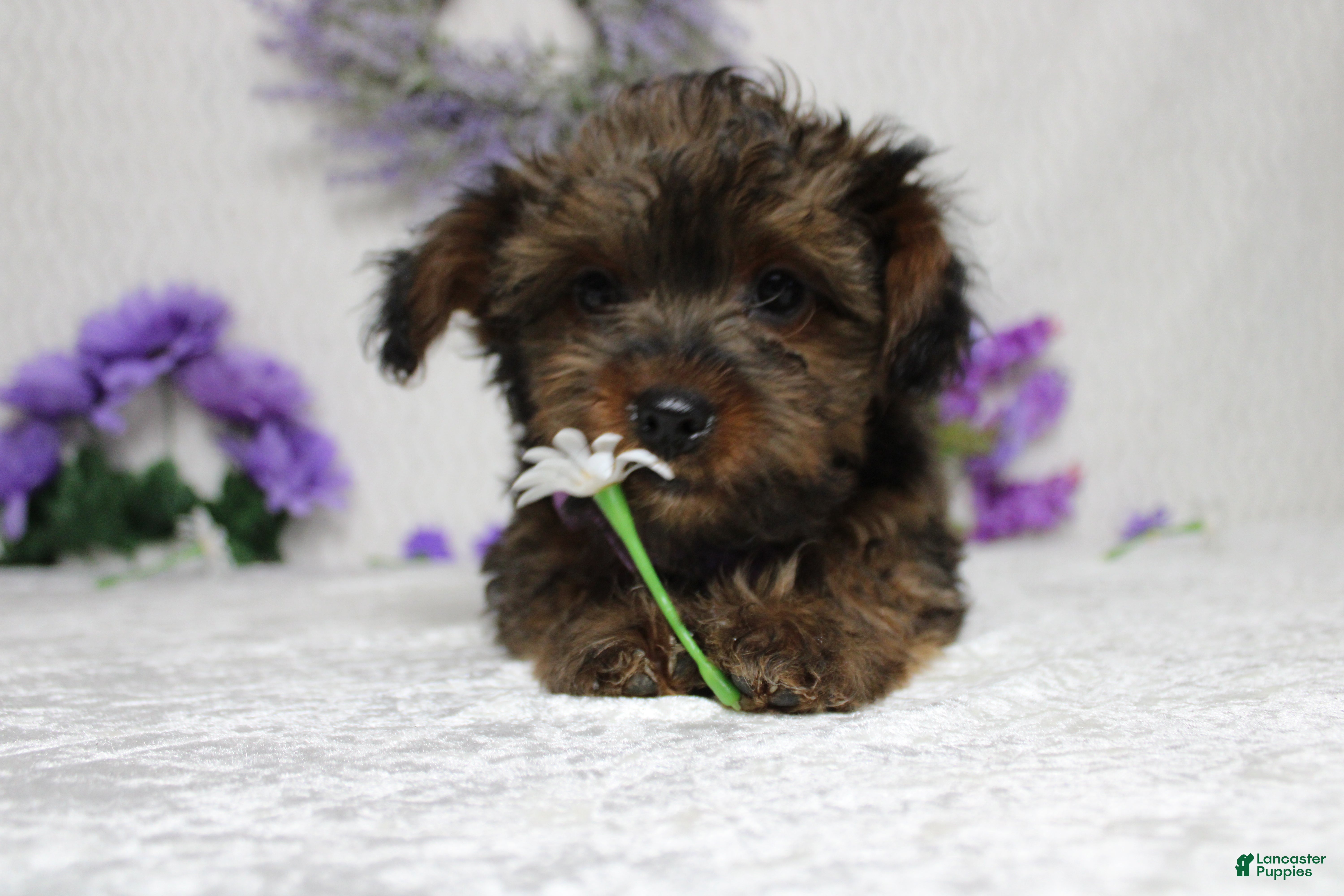 Yorkiepoo dogs Maize - Ad 3