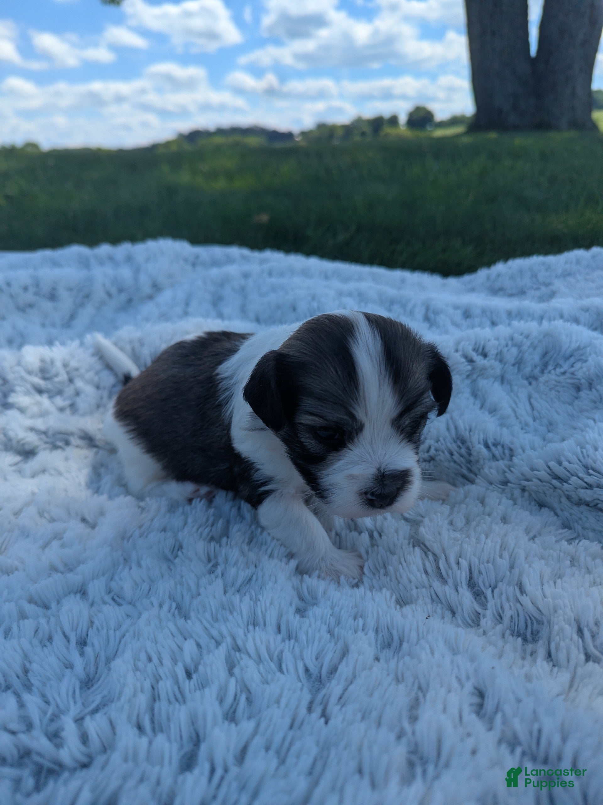 Havanese dogs Waffles  - Ad 2
