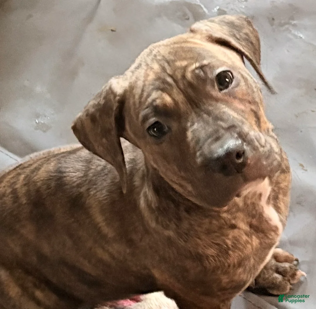 Mixed Breed dogs for sale: Princess  - Ad 1