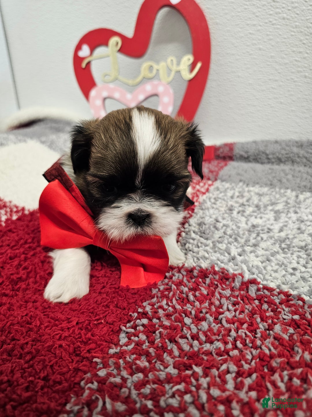 Shih Tzu dogs for sale: Bentley Ckc - Ad 6