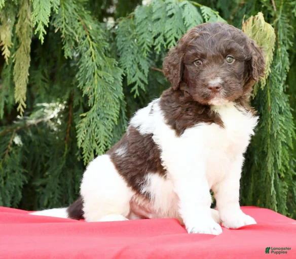 Gallery Image {{count}}