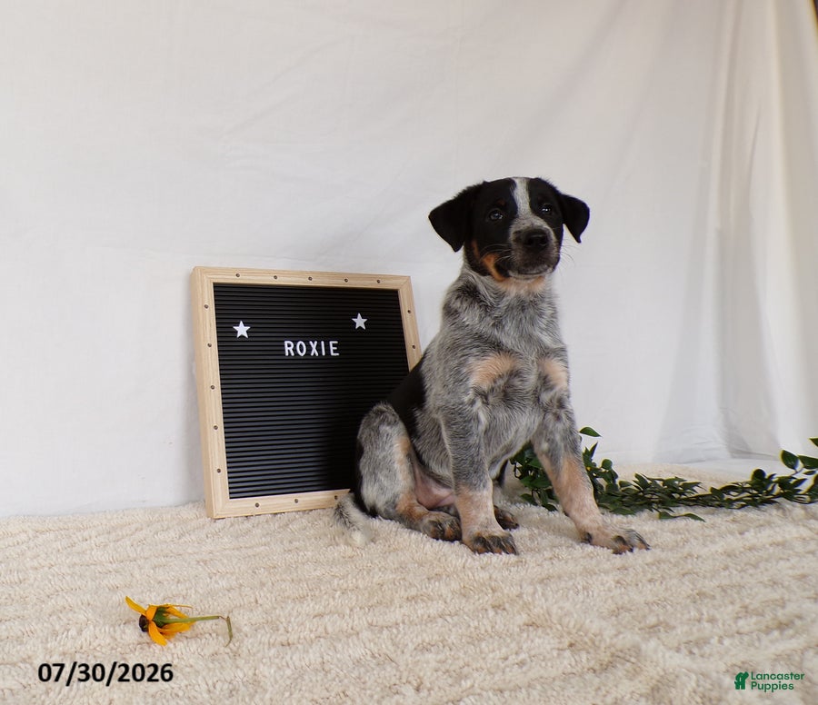 Australian Cattle Dog dogs Roxie - Ad 2