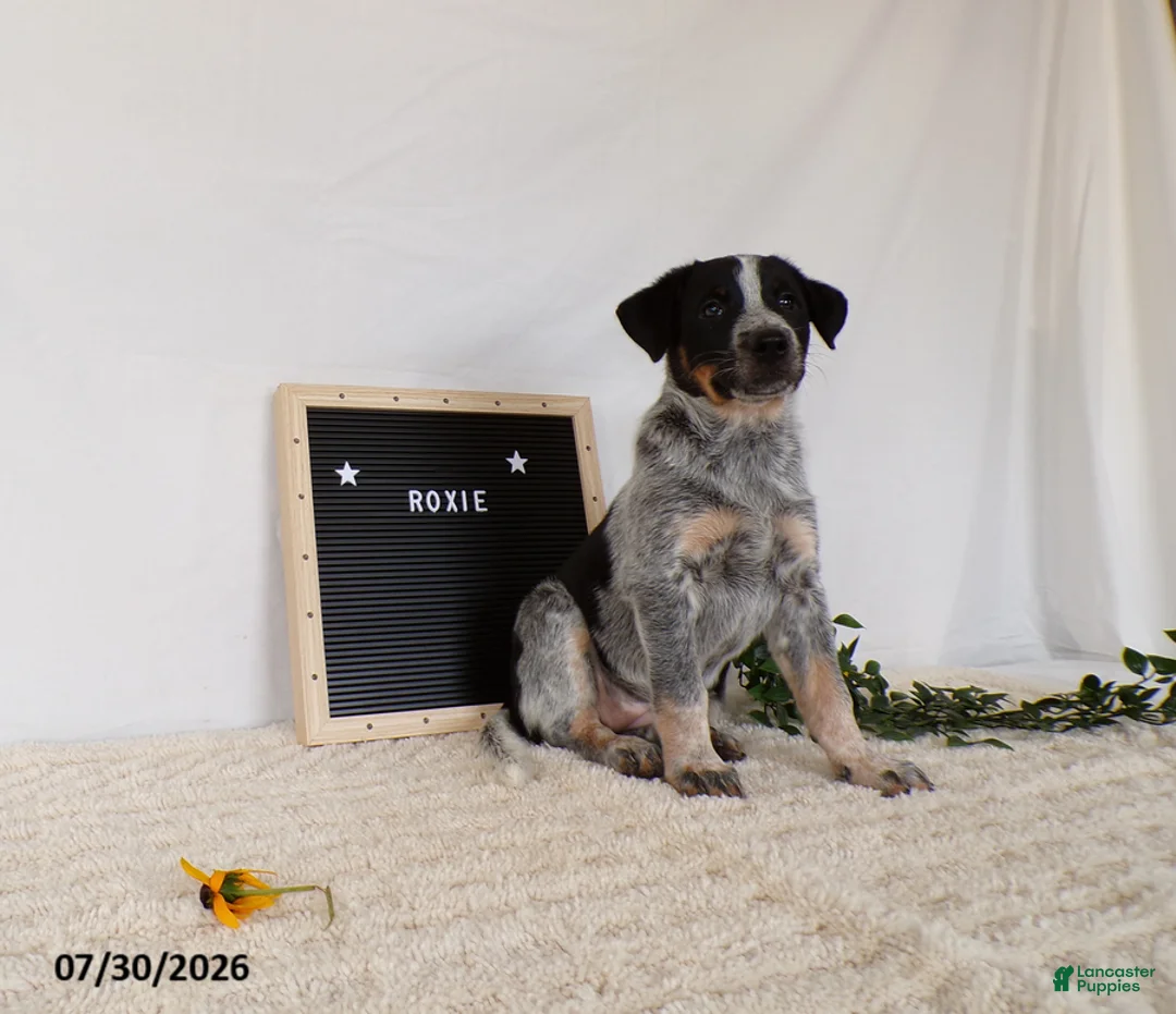 Australian Cattle Dog dogs for sale: Roxie - Ad 2