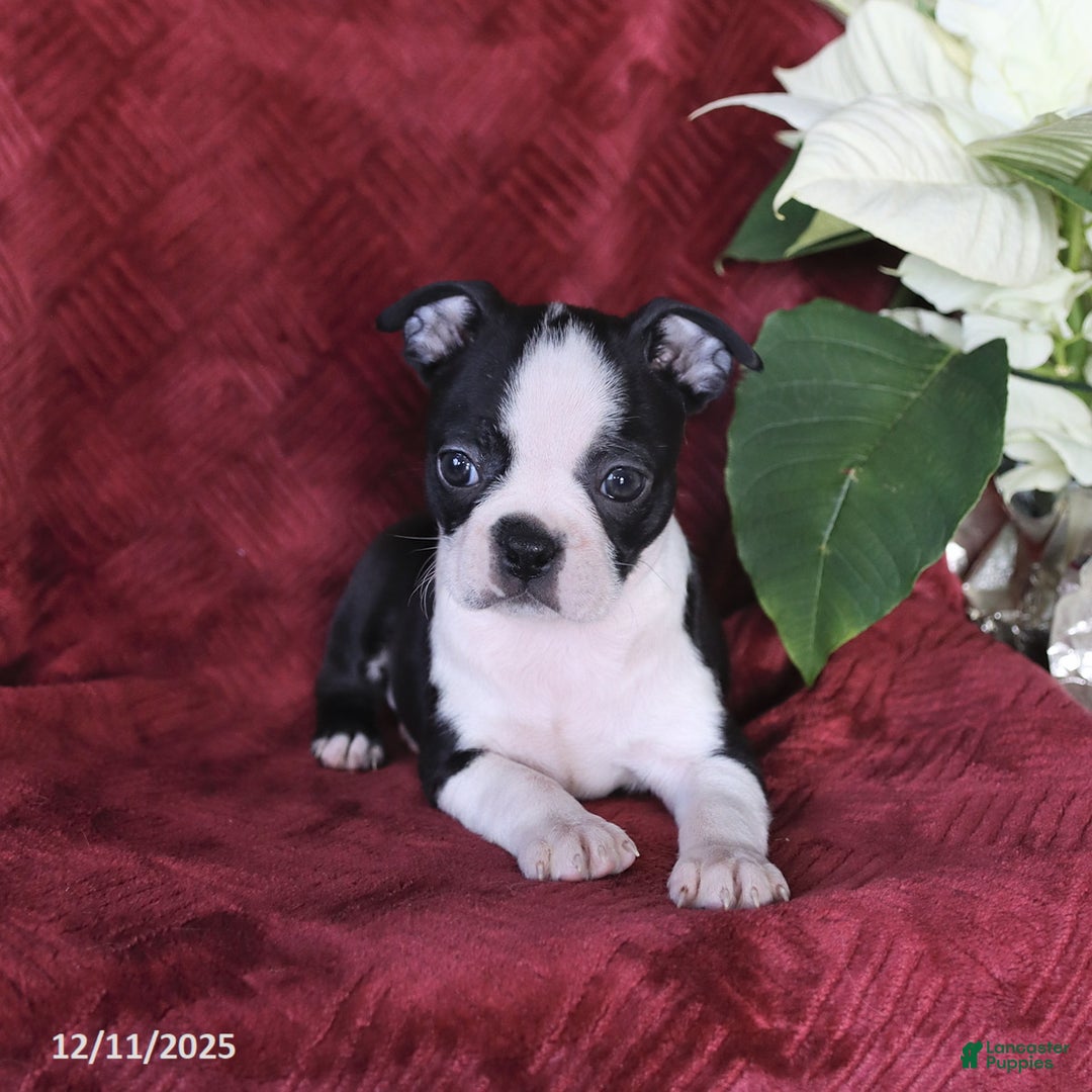 Boston Terrier dogs for sale: Bella   - Ad 5