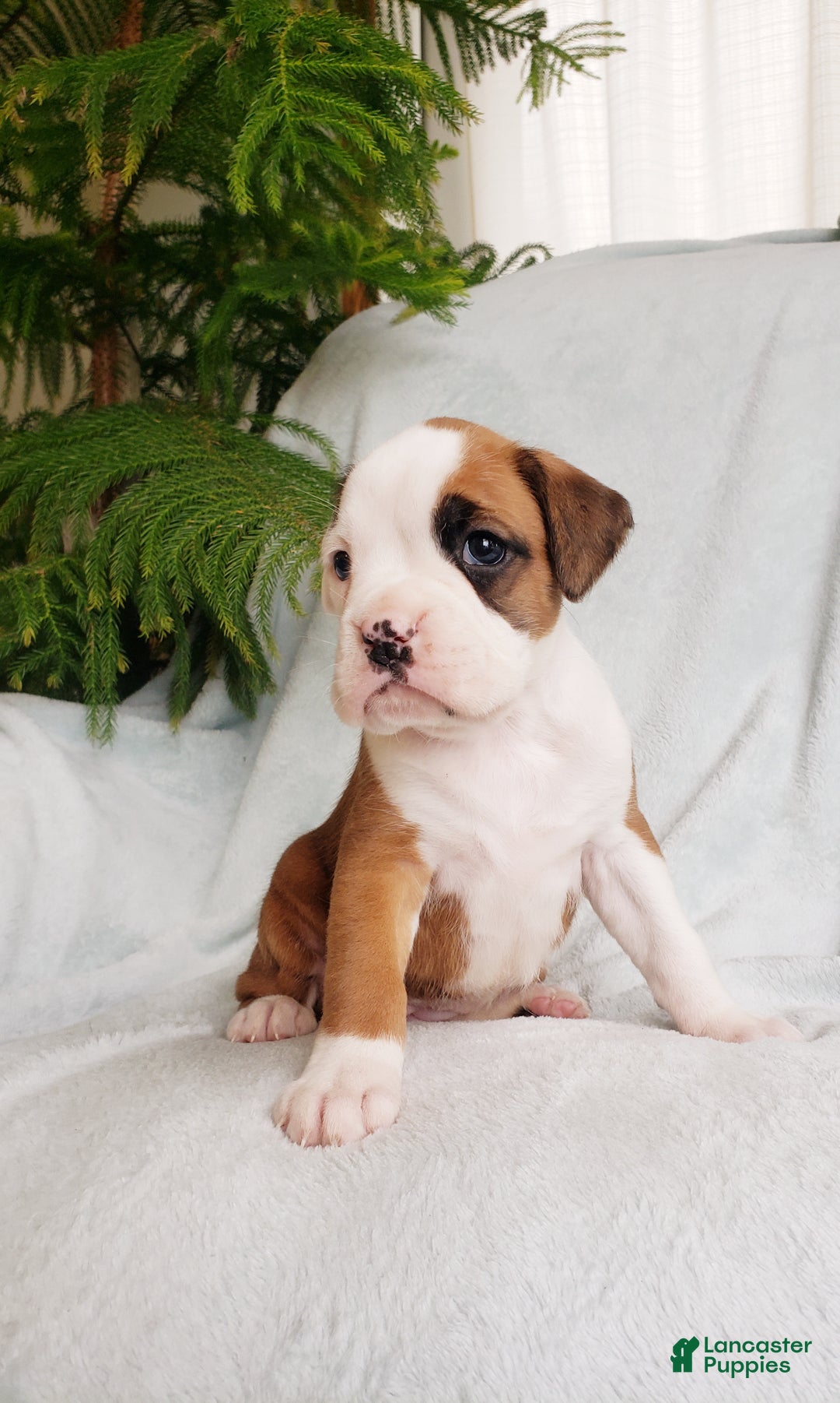 Boxer dogs for sale: Cookie  - Ad 8