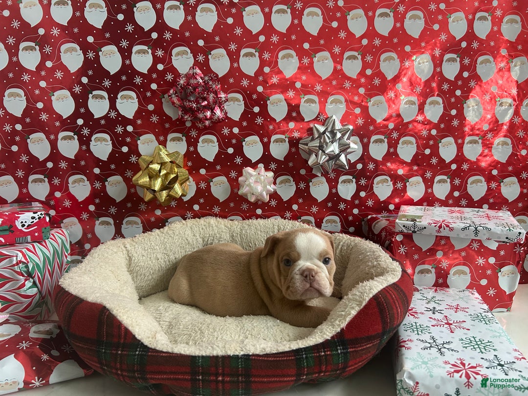English Bulldog dogs for sale: Hank - Ad 2