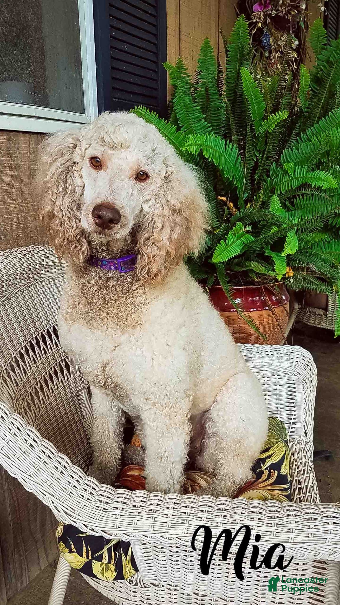 Aussiedoodle dogs Gray Mia Male - Ad 2
