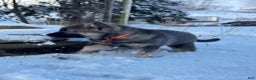Norwegian Elkhound dogs for sale: Blaze of orange - Ad 5