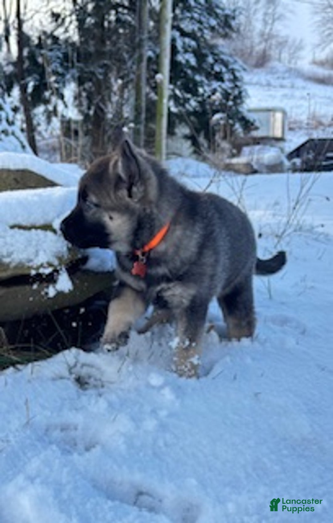 Norwegian Elkhound dogs for sale: Blaze of orange - Ad 5