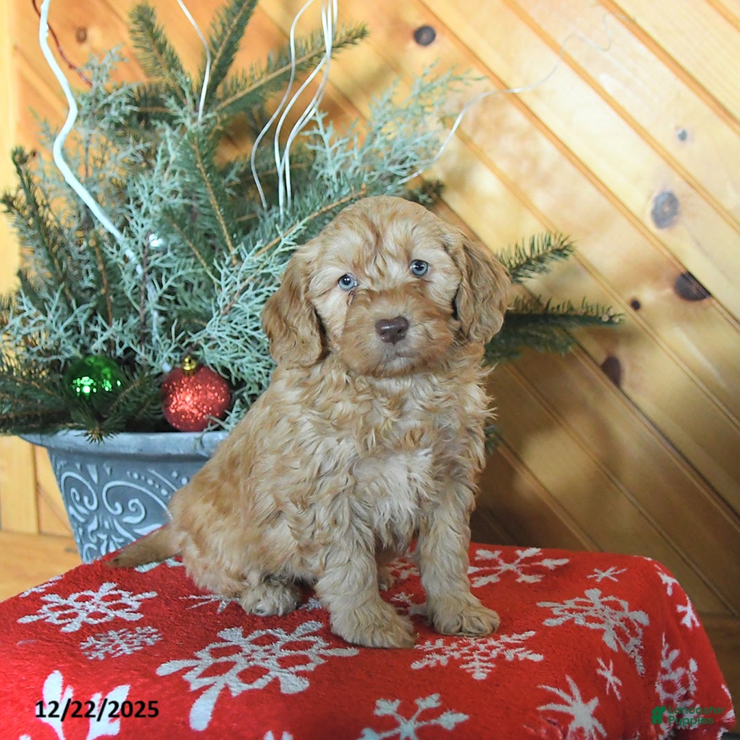 Mini Goldendoodle dogs for sale: Sookie - Ad 1