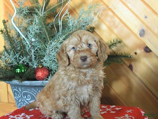 Mini Goldendoodle dogs Sookie - Ad 41