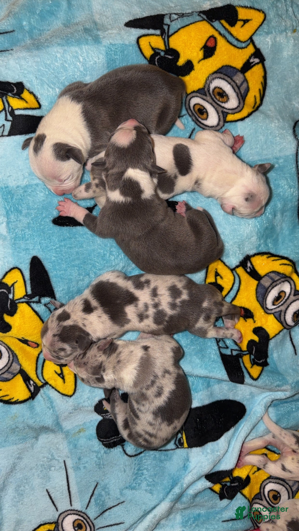 American Bully dogs American Bully 7 - Ad 24