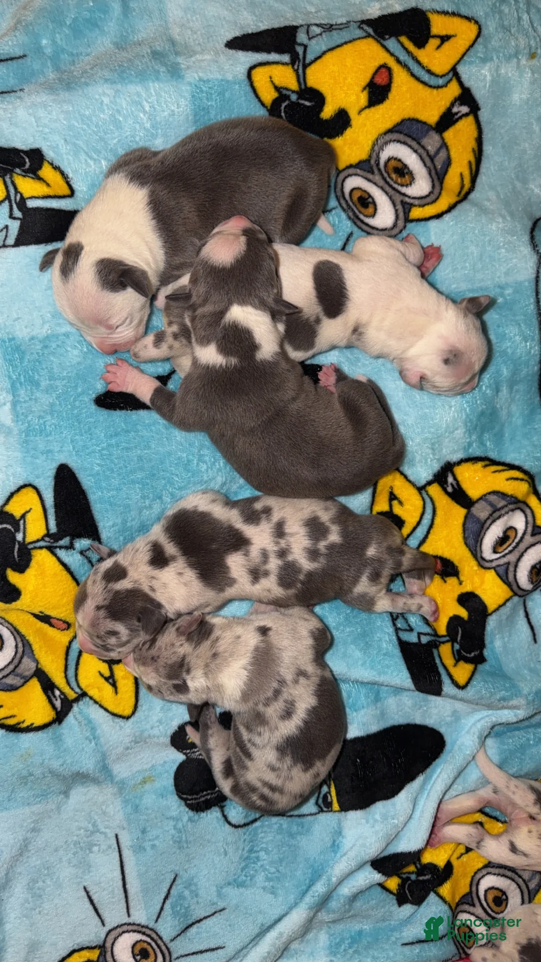American Bully dogs for sale: American Bully 7 - Ad 1