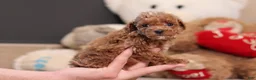 Miniature Poodle dogs for sale: Vince - Ad 1