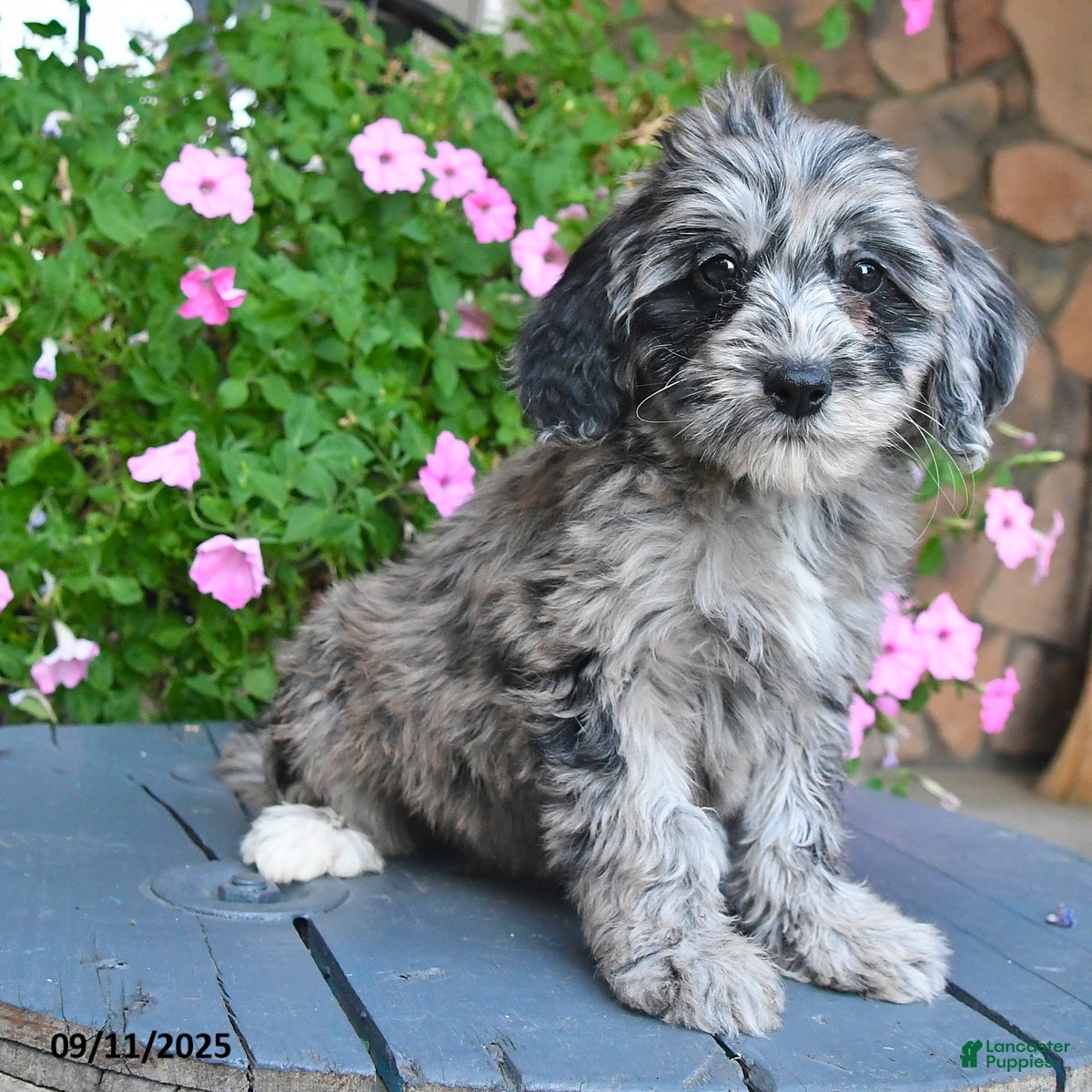 Mixed Breed dogs Patches - Ad 2