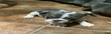 French Bulldog Puppy 4