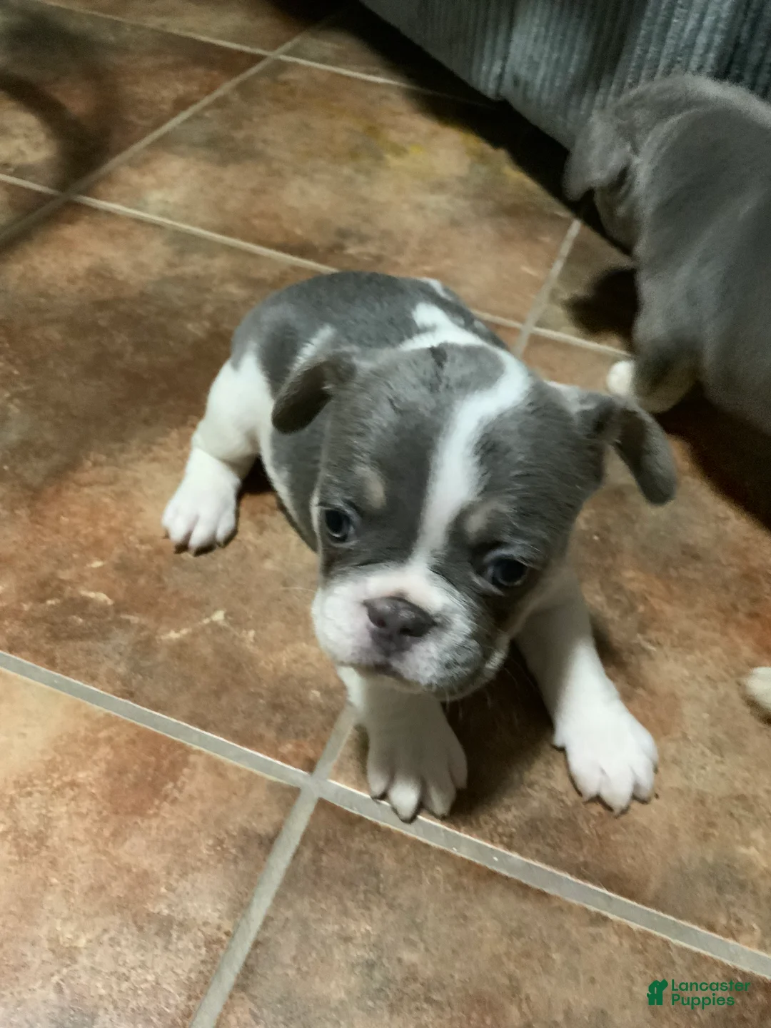 French Bulldog dogs for sale: French Bulldog Puppy 4 - Ad 1